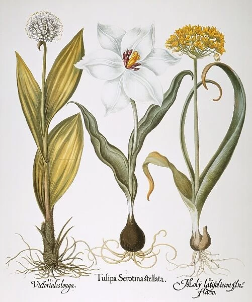 GARLIC, 1613. Great Mountain Garlic (Allium victorialis), late white tulip (Tulipa serotina stellata), and golden garlic (Allium moly): engraving from Basilius Beslers Florilegium, published in Nuremberg in 1613