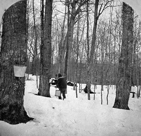 GATHERING SAP, c1900. Gathering sap for maple syrup in the Green Mountains, Vermont