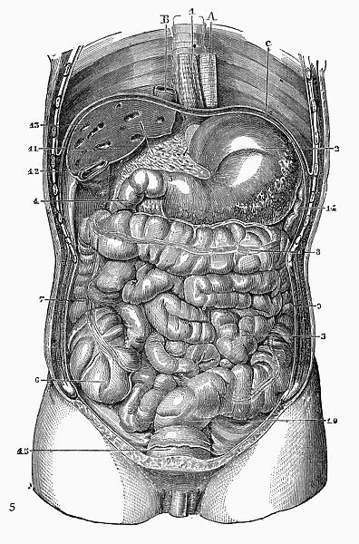 General view of the organs of the thorax and abdomen. Engraving, 19th century