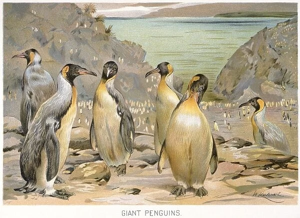 GIANT PENGUINS, c1900. American lithograph