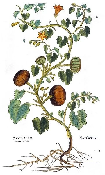 GOURD, 1735. Gourd (cucumis marinus). Engraving by Elizabeth Blackwell from her book A Curious Herbal published in London, 1735