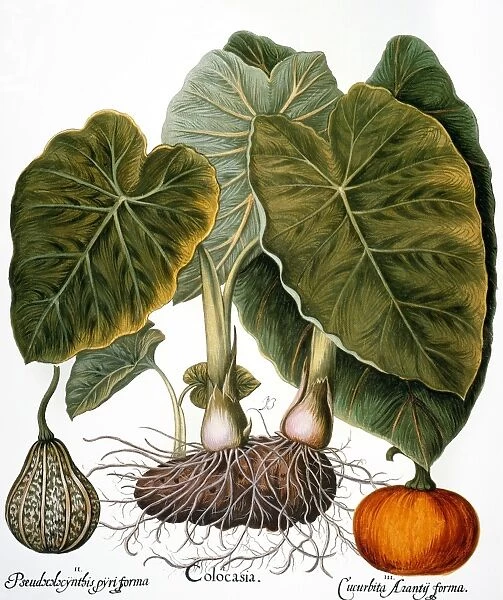 Gourd (Cucurbitaceae family), taro or dasheen (Colocasia esculenta), and pumpkin (Cucurbita pepo): engraving for Basilius Beslers Florilegium, published at Nuremberg in 1613