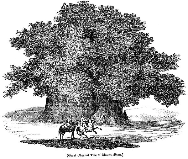 GREAT CHESTNUT TREE. The great chestnut tree of Mount Aetna. Wood engraving, English, 1833