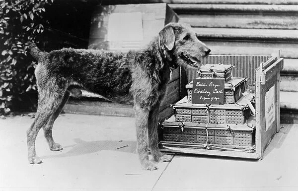HARDING: LADDIE BOY, 1922. Laddie Boy, the pet dog of President Warren G. Harding
