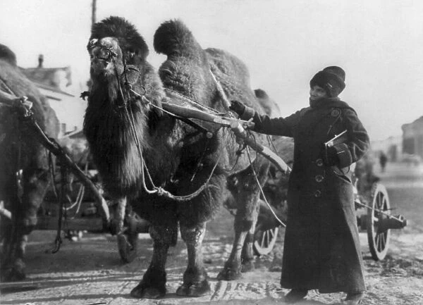 HARRIET CHALMERS ADAMS (1875-1937). American explorer, writer and photographer. Adams with a camel drawn cart in the Gobi Desert, early 20th century