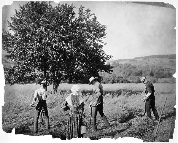HARVESTING, 1901. American farm scene, 1901