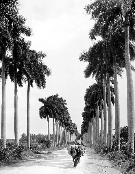 HAVANA: PALM TREES, c1900. Avenue of the Palms in Havana, Cuba. Photograph, c1900