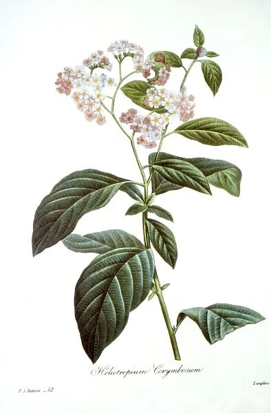 HELIOTROPE (Heliotropium arborescens). Engraving after a painting, by P. J. Redoute
