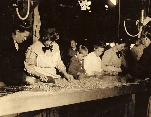 HINE: CHILD LABOR, 1910. Young workers with women sorting peas at the table in