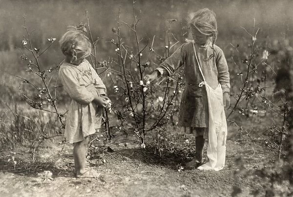 HINE: CHILD LABOR, 1913. Four-year-old and five-year-old girls picking cotton during