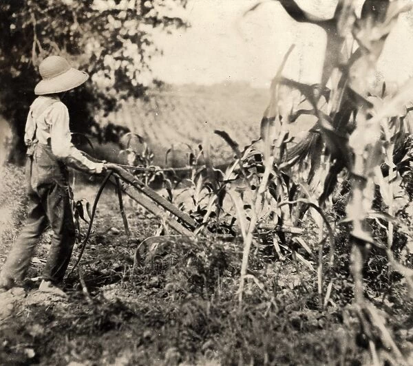 HINE: FARM WORK, c1916. Harold Oliphant driving a plow in a cornfield in Bowling Green, Kentucky