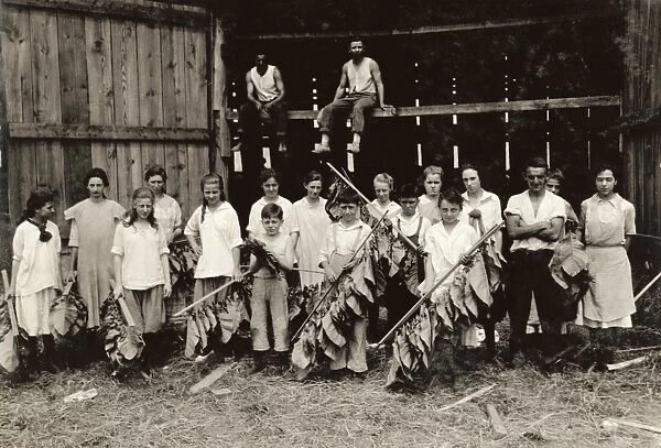 HINE: TOBACCO FARM, 1917. A group of young shed workers at Wetstone Tobacco Farm in Vernon