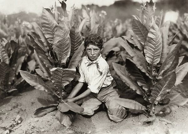 HINE: TOBACCO FARM, 1917. Ten-year-old tobacco picker on Gildersleeve Tobacco Farm