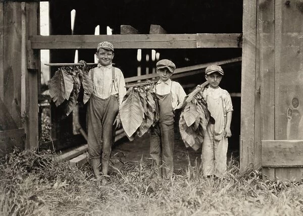 HINE: TOBACCO FARM, 1917. An eleven year-old boy with two nine year-old boys drying