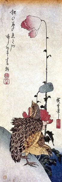 HIROSHIGE: POPPIES. Poppies and Quail. Woodblock print by Ando Hiroshige, c1835
