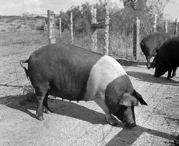 HOGS, 1941. Hogs on a farm in Lexington, Nebraska. Photograph by Marion Post Wolcott
