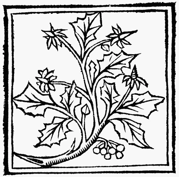 HOLLY, 1503. Woodcut from Macer Floridus De Viribus Herbarum, 1503