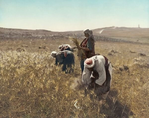 HOLY LAND: BARLEY HARVEST. Men and women harvesting barley in a field near Jerusalem. Hand-colored photograph, c1919