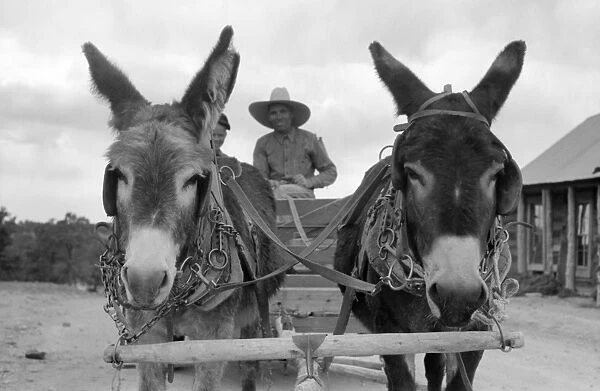 HOMESTEADER, 1940. Mr. Leatherman driving two burros and a cart in Pie Town, New Mexico
