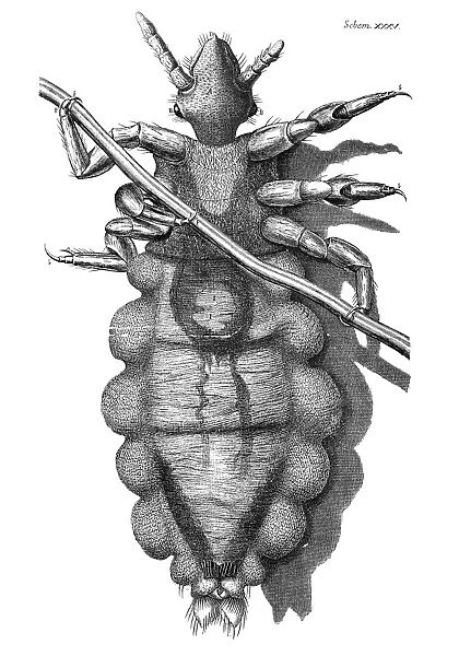 HOOKE: LOUSE, 1665. A louse, as seen by Robert Hooke with his microscope. Copper engraving from Hookes Micrographia, 1665