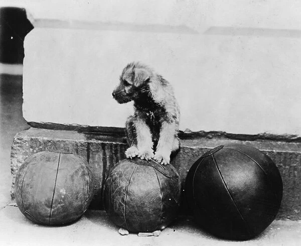 HOOVER: MEDICINE BALL, 1929. President Herbert Hoovers pet schnauzer Piney perched