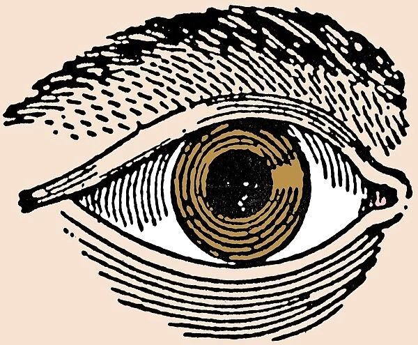 Human Eye, 19th Century