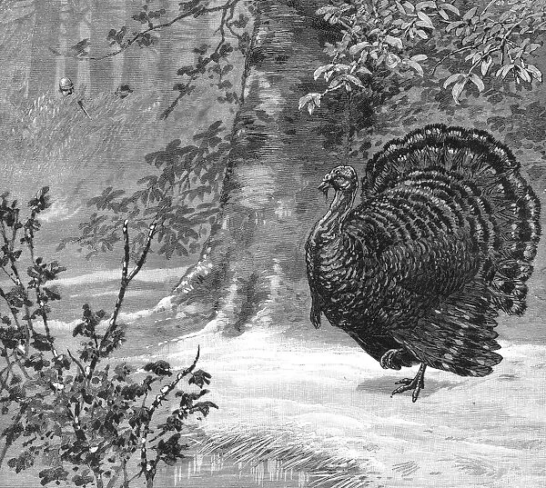 HUNTING: WILD TURKEY, 1886. Hunting the wild turkey - The love-sick gobbler lured to ruin. Wood engraving, American, 1886