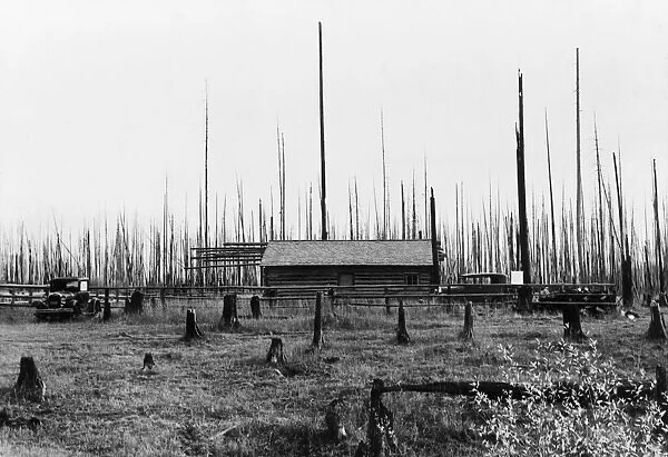 IDAHO: FARM, 1939. A farm with remaining stumps after clearing the land for six