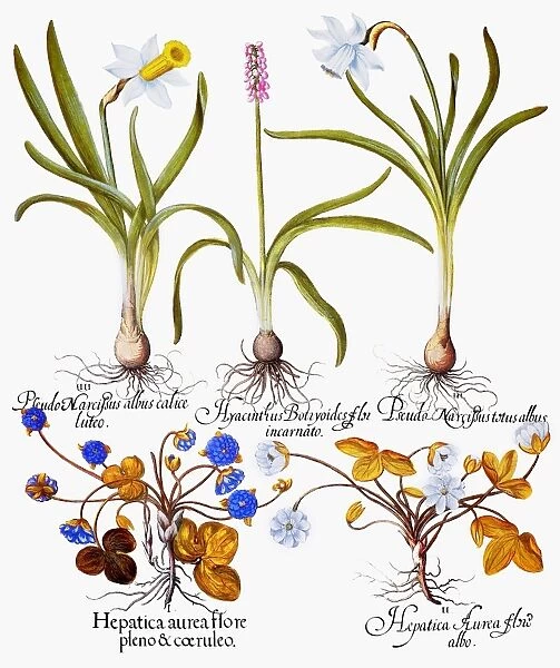 IIII: White narcissus with yellow trumpet, I: Double-flowered blue hepatica, V: Grape hyacinth, III: White trumpet narcissus, II: White hepatica. Engraving from Basilius Beslers Florilegium, published at Nuremberg, Germany, in 1613