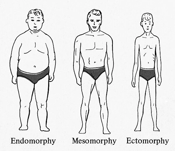 An illustration of the three basic body types, or somatotypes, believed to be related to differences in human temperament according to American psychologist William Herbert Sheldon, whose theories became popular in the 1940s and 50s. Left to right: Endomorphic, mesomorphic, and ectomorphic