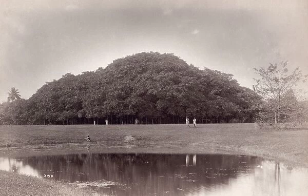INDIA: GARDEN WITH POND. Garden with a smal pond. Photographed by Samuel Bourne, c1870
