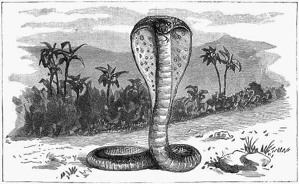 INDIA: SNAKE, 1887. A cobra in India. Wood engraving, English, 1887