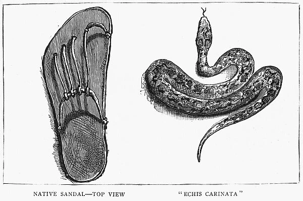 INDIA: SNAKE, 1887. A viper (Echis carinatus), next to a sandal for scale, in India