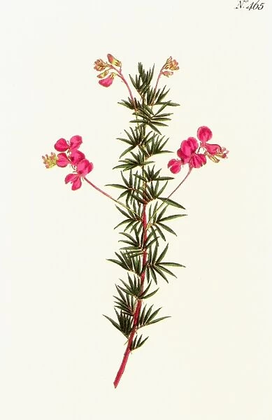 INDIGO PLANT. Indigofera angustifolia, or narrow-leaved indigo: engraving, English, 1799