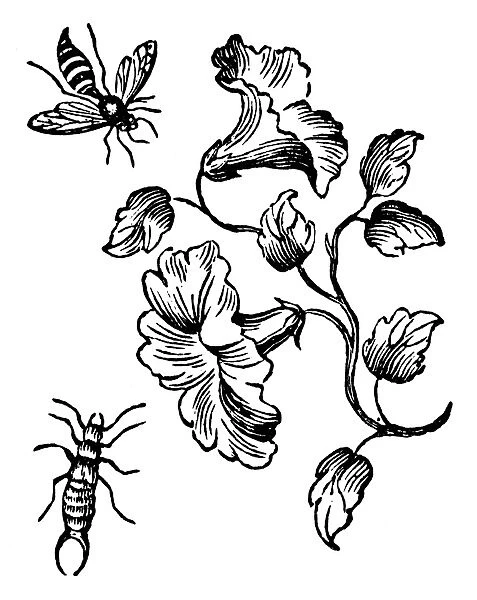 INSECTS: BEE & EARWIG. Woodcut by Thomas Bewick, early 19th century