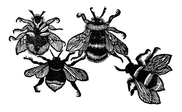 INSECTS: BEES. Woodcut, English, 1658