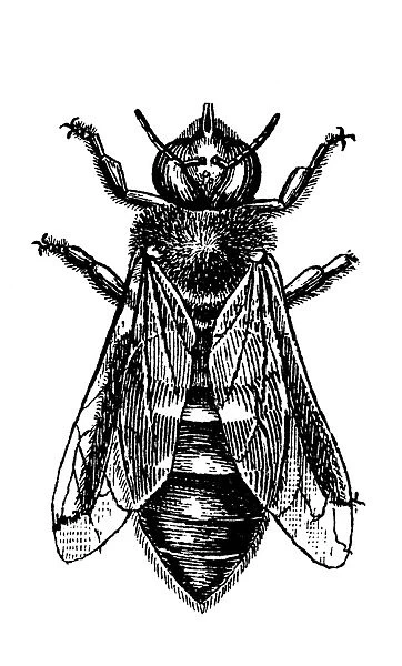 INSECTS: DRONE BEE. Drone honey bee. Wood engraving, 19th century