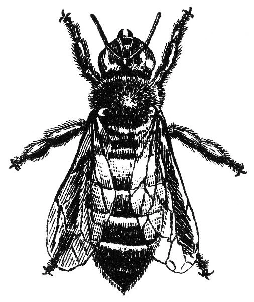 INSECTS: WORKER BEE. Worker honey bee: wood engraving, 19th century