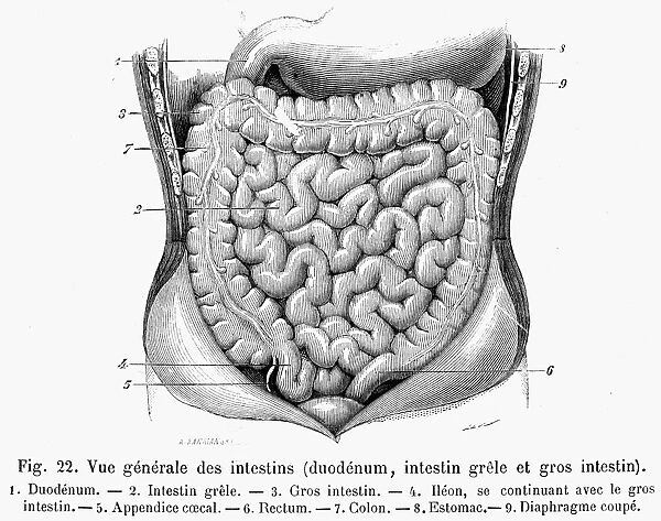 The intestines. 19th century steel engraving