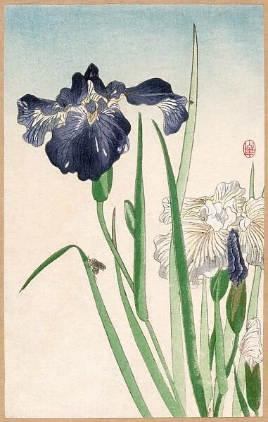 Irises. Woodcut attributed to Yamagishi, early 20th century