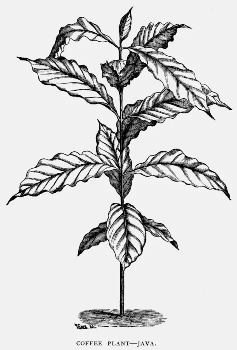 Framed Print : JAVA: COFFEE PLANT. A coffee plant from Java. Wood engraving, late 19th century