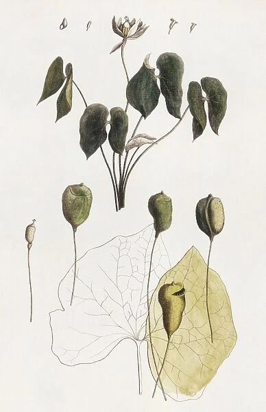 JEFFERSONIA DIPHYLLA. Twinleaf, or Jeffersonia diphylla, a plant named for Thomas Jefferson. Lithograph, American, 1792