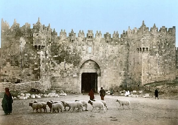 JERUSALEM: DAMASCUS GATE. A shepherd leads his flock of sheep past the Damascus Gate in the Old City of Jerusalem. Photochrome, c1900