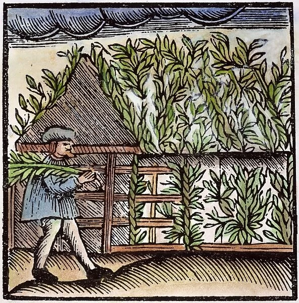JEWISH HOLIDAY, 1663. Building the bower for Sukkot, the Jewish Harvest Festival