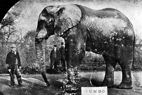 JUMBO, c1882. Jumbo the elephant, photographed around the time he was purchased by P