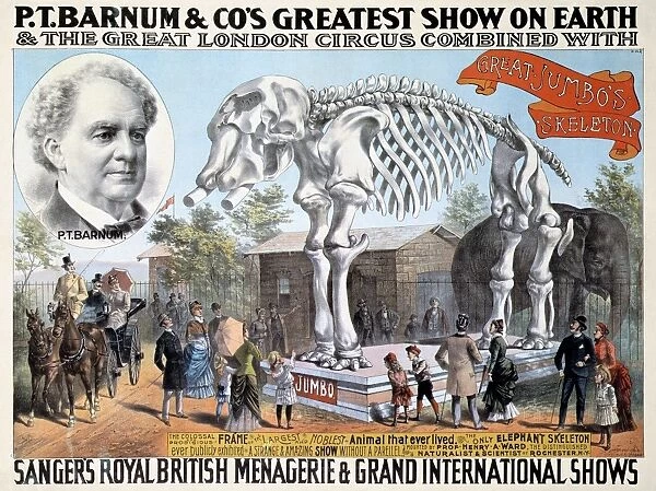 JUMBO SKELETON. Circus poster for P. T. Barnums Greatest Show on Earth combined with Sangers Royal British Menagerie & Grand International Shows, c. 1890