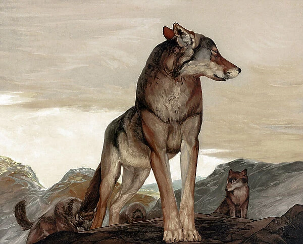 JUNGLE BOOK, 1903. Akela the lone wolf