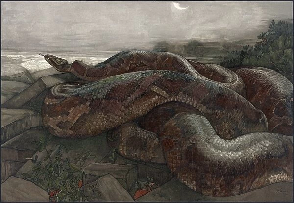 JUNGLE BOOK, 1903. Kaa the python. Illustration by Edward and Maurice Detmold