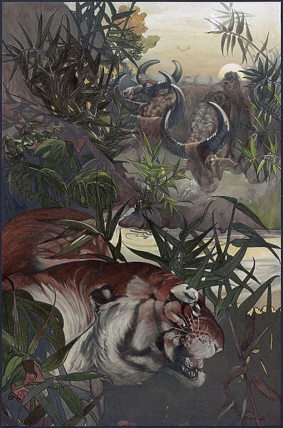 JUNGLE BOOK, 1903. Shere Khan in the jungle