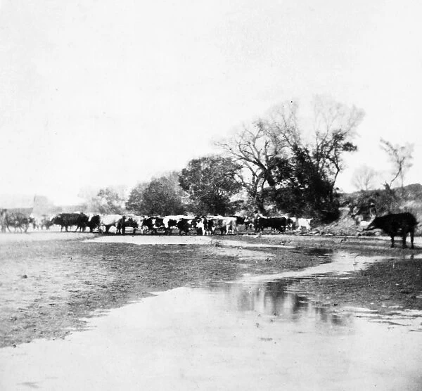 KANSAS: CATTLE CROSSING. Cattle crossing the Smoky Hill River at Ellsworth, Kansas